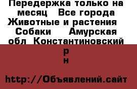 Передержка только на месяц - Все города Животные и растения » Собаки   . Амурская обл.,Константиновский р-н